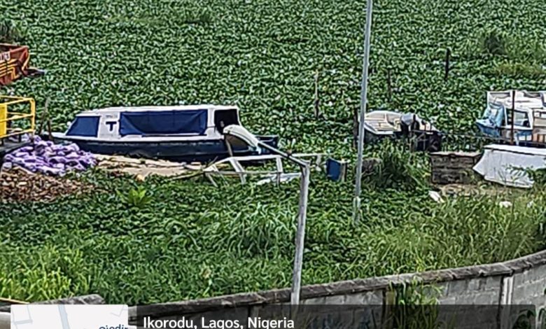 NIWA Deploys Heavy Equipment To Clear Water Hyacinth In Ikorodu