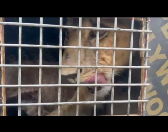 Nigeria Customs Intercepts Baby Lion, Monkeys At Seme Border
