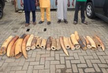 Customs, NESREA, WJC Intercept N126.4m Illegal Elephant Tusks, Arrest Four Suspects