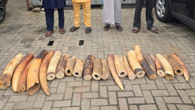 Customs, NESREA, WJC Intercept N126.4m Illegal Elephant Tusks, Arrest Four Suspects