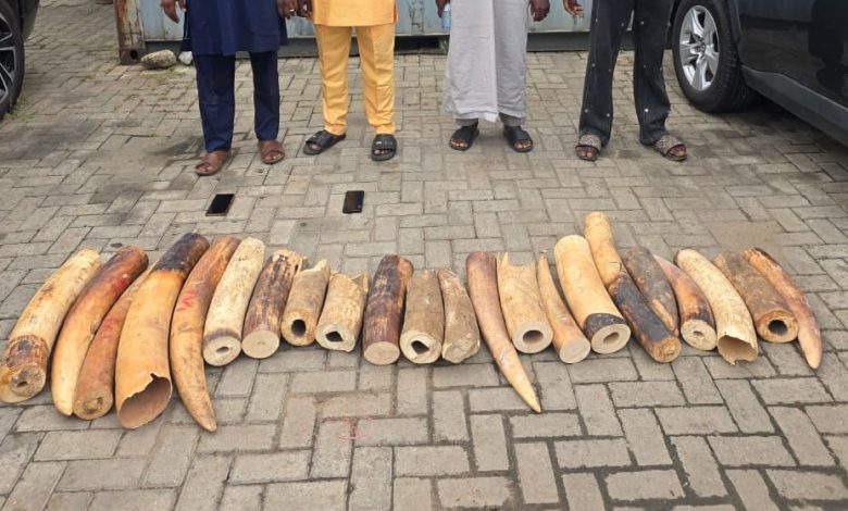 Customs, NESREA, WJC Intercept N126.4m Illegal Elephant Tusks, Arrest Four Suspects