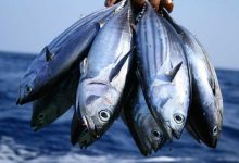 Nigeria’s Tuna Potential: The Missing Entrepreneurial Link