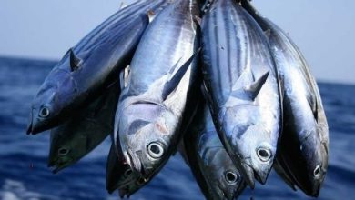 Nigeria’s Tuna Potential: The Missing Entrepreneurial Link