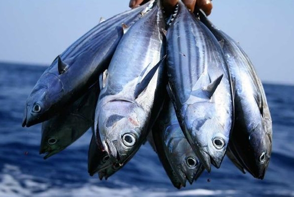 Nigeria’s Tuna Potential: The Missing Entrepreneurial Link