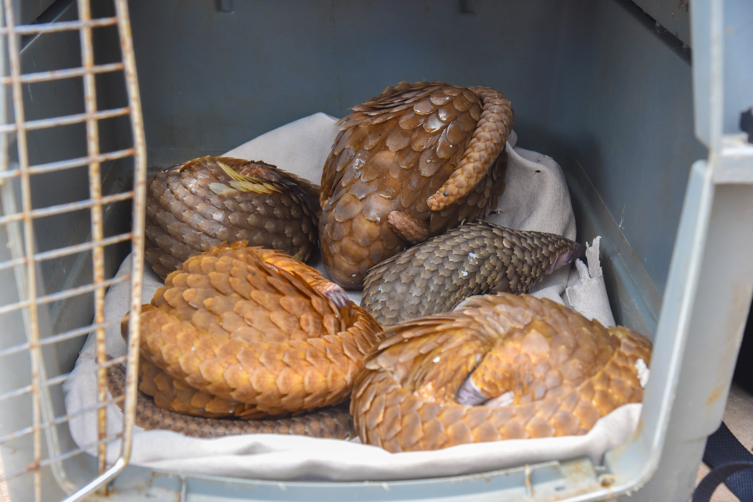 Customs Rescues Five Live Pangolins in Ogun as Traffickers Flee Patrol